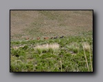 Click to enlarge 813 shelr bpk 13062005 wild horses in valley 5.jpg